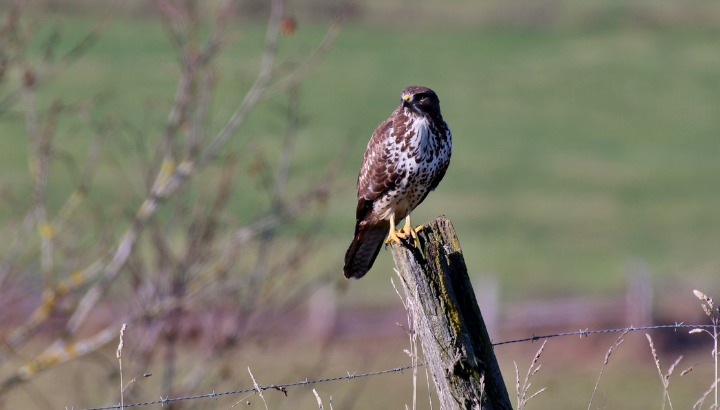 Aidez nous à recenser les rapaces en Bretagne !